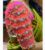 New Arrivals Stone and Hand Thread Work Designer Blouse Orange and Pink Color